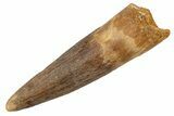 Juvenile Fossil Spinosaurus Tooth - Real Dinosaur Tooth #345895-1